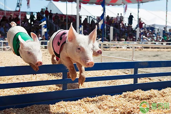 2019年猪价开门红：全国6省生猪价格有上涨趋势！